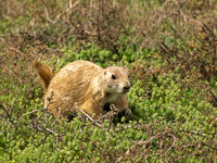 Black-tailed Prairie Dog 10 - May 16, 2010 Theodore Roosevelt National Park