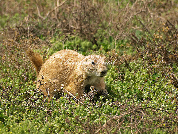 Black-tailed Prairie Dog 10 - May 16, 2010 Theodore Roosevelt National Park