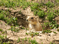 Black-tailed Prairie Dog 7 - May 16, 2010 Theodore Roosevelt National Park