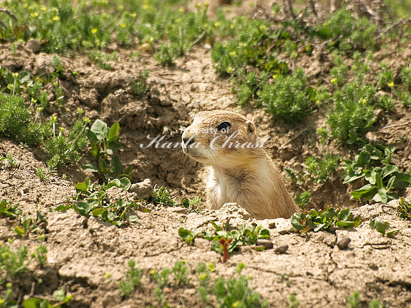 Black-tailed Prairie Dog 7 - May 16, 2010 Theodore Roosevelt National Park
