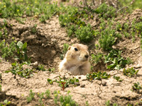Black-tailed Prairie Dog 8 - May 16, 2010 Theodore Roosevelt National Park