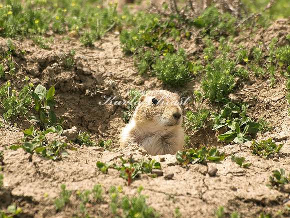 Black-tailed Prairie Dog 8 - May 16, 2010 Theodore Roosevelt National Park