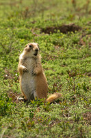 Black-tailed Prairie Dog 9 - May 16, 2010 Theodore Roosevelt National Park