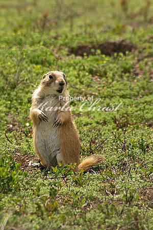 Black-tailed Prairie Dog 9 - May 16, 2010 Theodore Roosevelt National Park