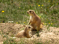 Black-tailed Prairie Dog 11 - May 16, 2010 Theodore Roosevelt National Park