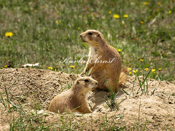 Black-tailed Prairie Dog 11 - May 16, 2010 Theodore Roosevelt National Park