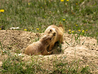 Black-tailed Prairie Dog 12 - May 16, 2010 Theodore Roosevelt National Park