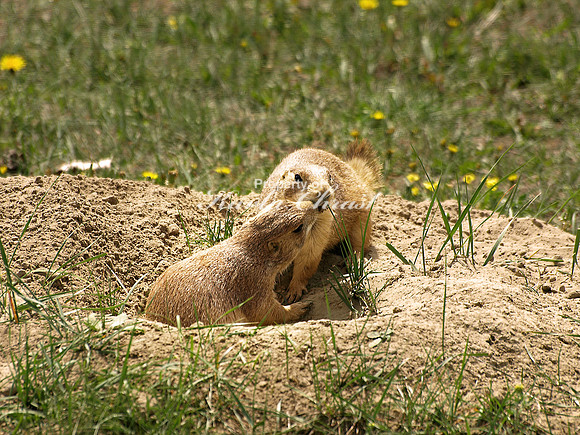 Black-tailed Prairie Dog 12 - May 16, 2010 Theodore Roosevelt National Park