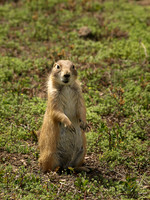 Black-tailed Prairie Dog 13 - May 16, 2010 Theodore Roosevelt National Park
