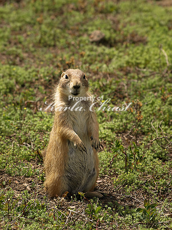 Black-tailed Prairie Dog 13 - May 16, 2010 Theodore Roosevelt National Park