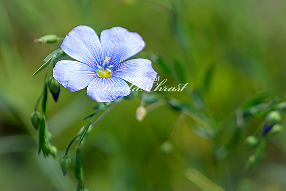 Blue Flax 14- July 02, 2024 Rural Minnesota