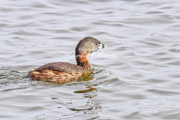 Pied-billed Grebe 12 - April 21, 2025 Lake Alice Rural South Dakota