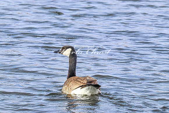 Canadian Goose 27 - April 21, 2025 Lake Alice Rural South Dakota