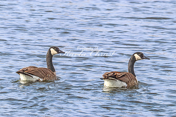 Canadian Goose 28 - April 21, 2025 Lake Alice Rural South Dakota