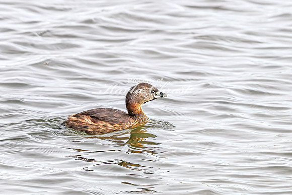 Pied-billed Grebe 13 - April 21, 2025 Lake Alice Rural South Dakota