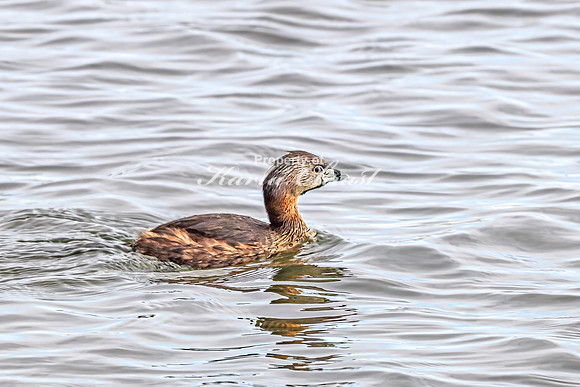 Pied-billed Grebe 14 - April 21, 2025 Lake Alice Rural South Dakota