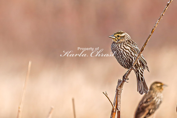 Red-Winged Blackbird 6 - April 21, 2025 Lake Alice Rural South Dakota