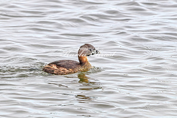 Pied-billed Grebe 15 - April 21, 2025 Lake Alice Rural South Dakota