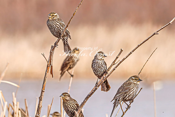 Red-Winged Blackbird 7 - April 21, 2025 Lake Alice Rural South Dakota