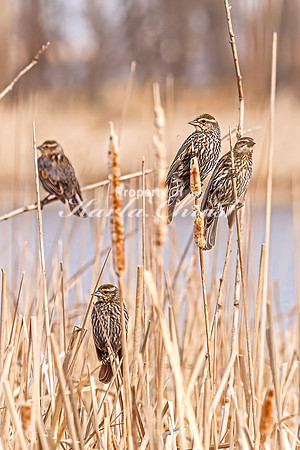 Red-Winged Blackbird 8 - April 21, 2025 Lake Alice Rural South Dakota