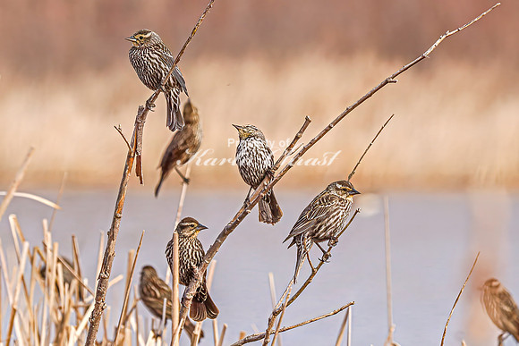 Red-Winged Blackbird 9 - April 21, 2025 Lake Alice Rural South Dakota