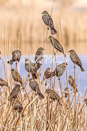 Red-Winged Blackbird 5 - April 21, 2025 Lake Alice Rural South Dakota