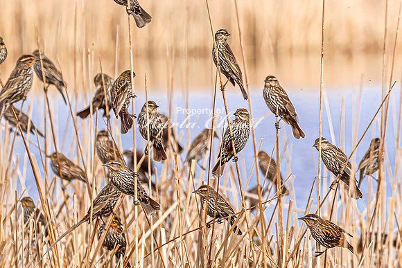 Red-Winged Blackbird 10 - April 21, 2025 Lake Alice Rural South Dakota