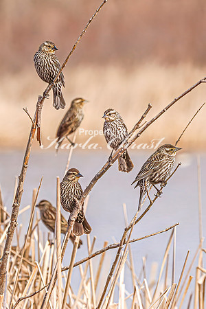 Red-Winged Blackbird 11 - April 21, 2025 Lake Alice Rural South Dakota