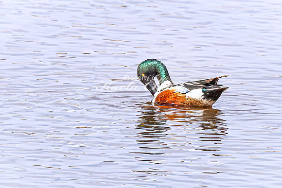Northern Shoveler 35 - April 21, 2025 Lake Alice Rural South Dakota