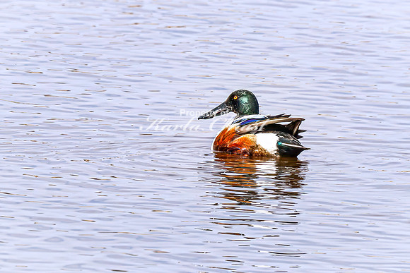 Northern Shoveler 36 - April 21, 2025 Lake Alice Rural South Dakota