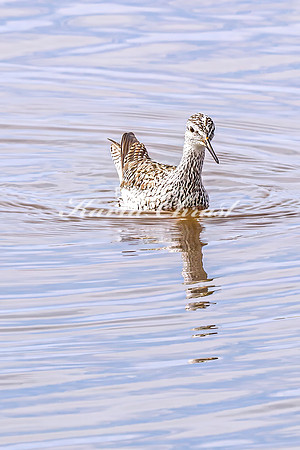 Greater Yellowlegs 48 - April 21, 2025 Lake Alice Rural South Dakota