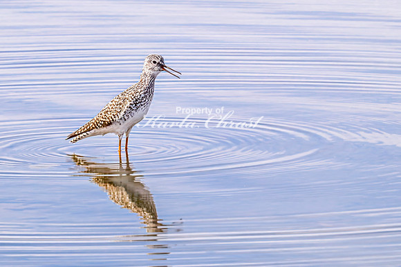 Greater Yellowlegs 51 - April 21, 2025 Lake Alice Rural South Dakota