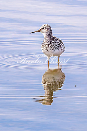 Greater Yellowlegs 52 - April 21, 2025 Lake Alice Rural South Dakota