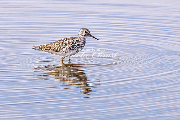 Greater Yellowlegs 53 - April 21, 2025 Lake Alice Rural South Dakota