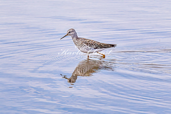 Greater Yellowlegs 55 - April 21, 2025 Lake Alice Rural South Dakota