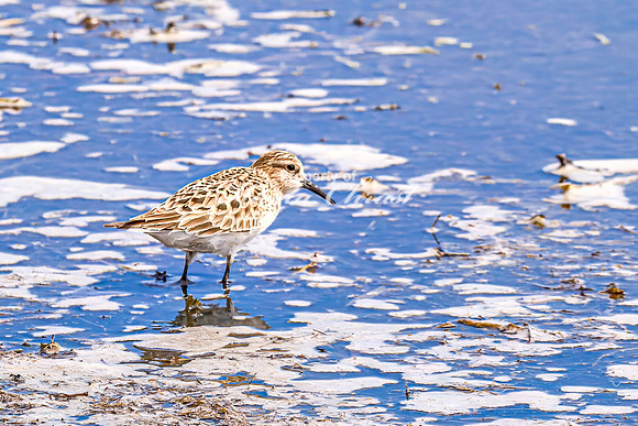 Baiird's Sandpiper 2 - April 21, 2025 Lake Alice Rural South Dakota