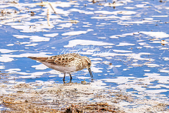 Baiird's Sandpiper 3 - April 21, 2025 Lake Alice Rural South Dakota