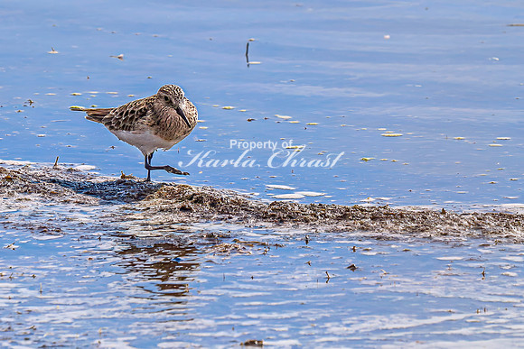 Baiird's Sandpiper 7 - April 21, 2025 Lake Alice Rural South Dakota