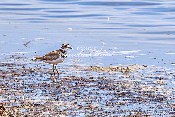 Killdeer 13 - April 21, 2025 Lake Alice Rural South Dakota