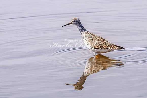 Greater Yellowlegs 56 - April 21, 2025 Lake Alice Rural South Dakota