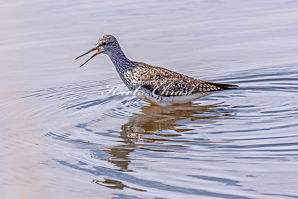 Greater Yellowlegs 57 - April 21, 2025 Lake Alice Rural South Dakota