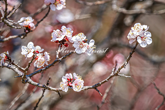Crabapple Blossoms 1 - April 21, 2025 Lake Cochrane Recreation Area South Dakota