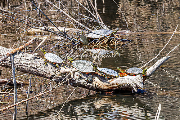 Painted Turtle 31 - April 21, 2025 Lake Alice Rural South Dakota
