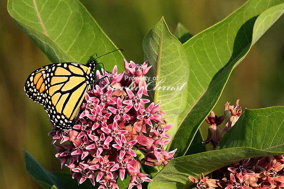 Monarch 16 - August 3, 2014