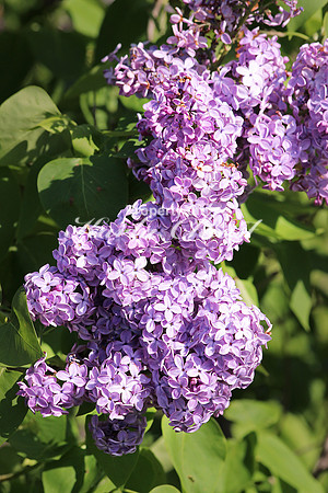 Lilac 2 - May 22, 2015