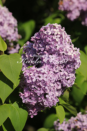 Lilac 4 - May 22, 2015