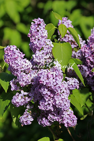 Lilac 3 - May 22, 2015 Glacial Lakes State Trail Minnesota