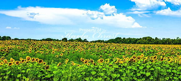 Sunflower Field 1 - August 03, 2024 - Rural Minnesota
