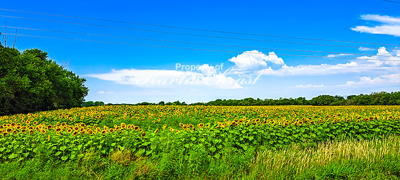 Sunflower Field 2 - August 03, 2024 - Rural Minnesota
