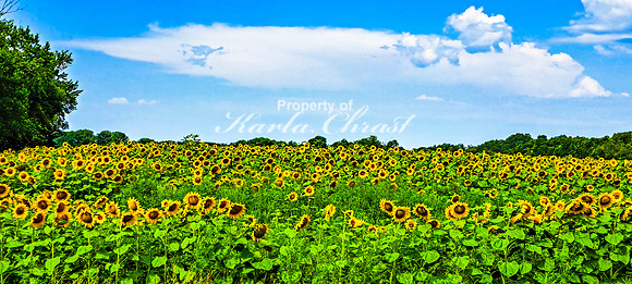 Sunflower Field 1 - August 03, 2024 - Rural Minnesota